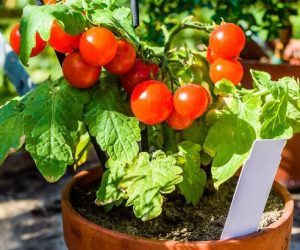 Domates fidesi ekimi nasıl yapılır | Ekilir.Net